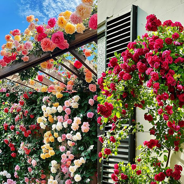 Mystic Bloom Climber Roses